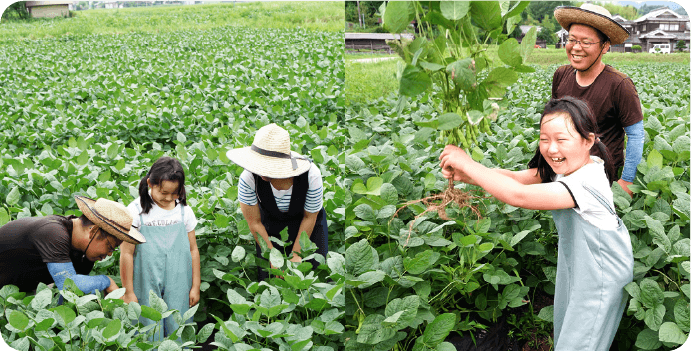 デカンショ枝豆狩り