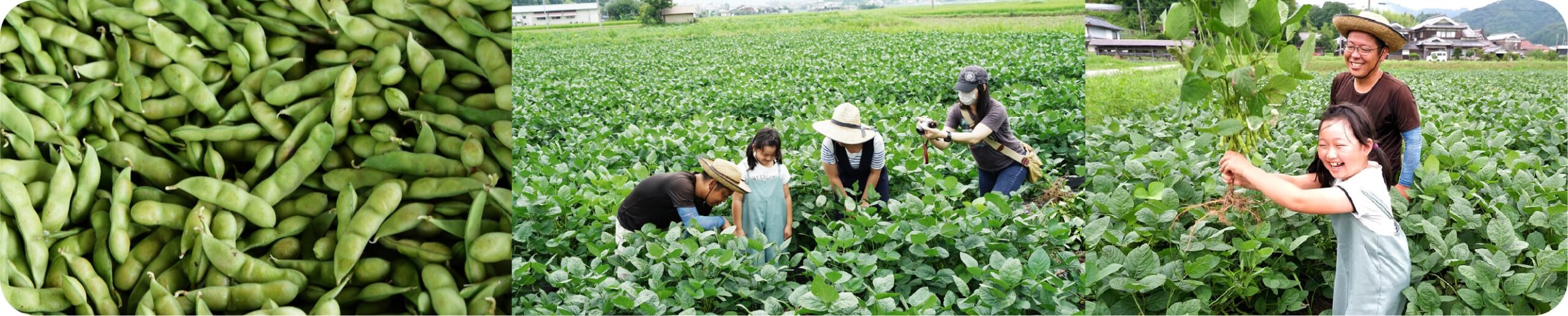 デカンショ枝豆狩り