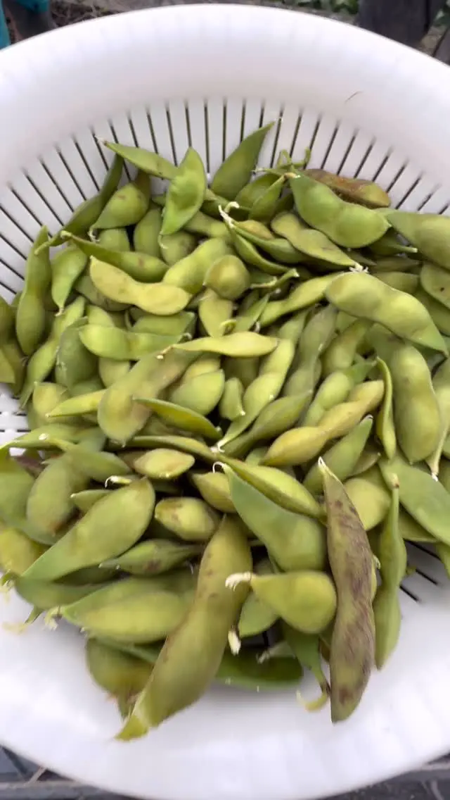 楽天市場】丹波 黒豆 枝豆の通販 あ☆ゆ様専用 丹波黒大豆の